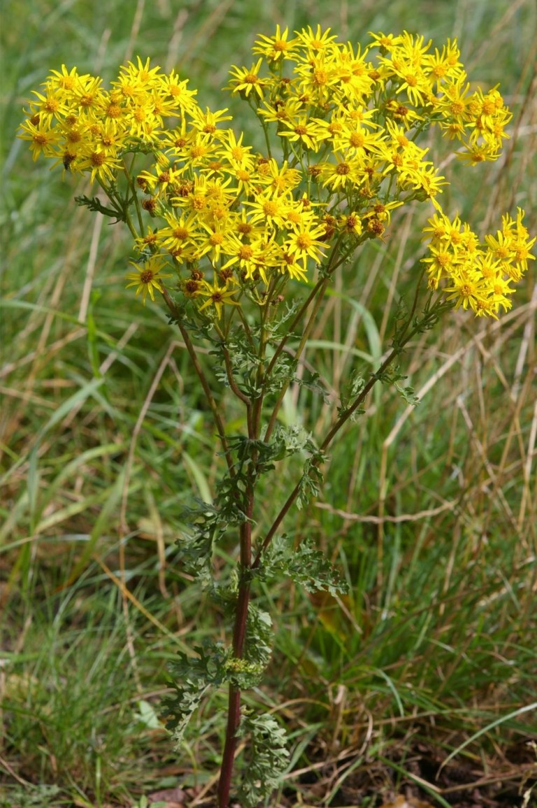 Jakobskreuzkraut in voller Blüte