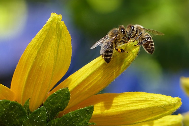 Keine Ausreden mehr – Bienenkiller müssen jetzt vom Acker!