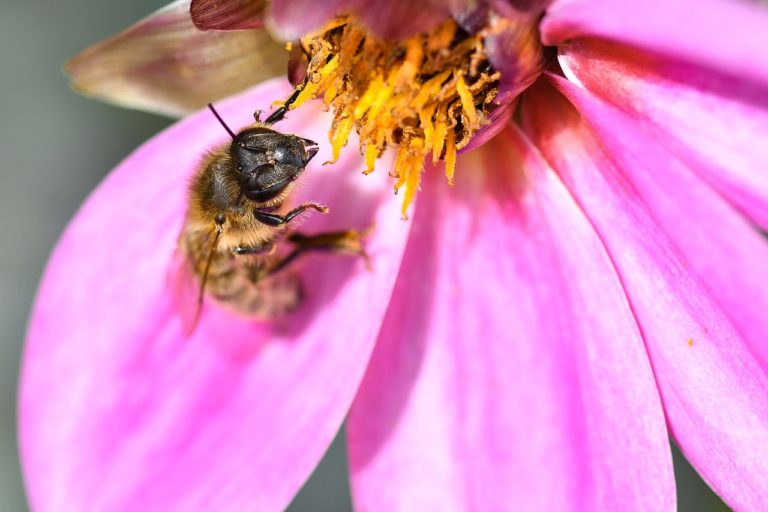 Erfolg für den Bienenschutz